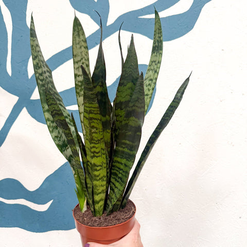 Sansevieria trifasciata 'Black Coral' - Snake Plant - Sprouts of Bristol