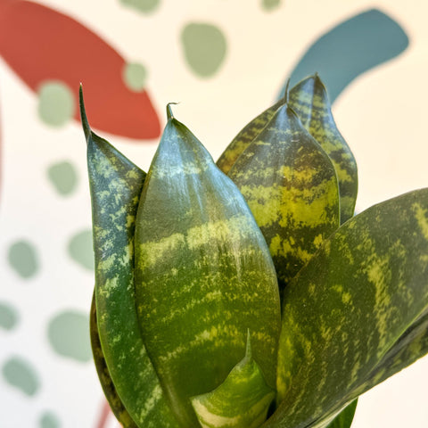 snake plant black jade Sansevieria trifasciata 'Black Jade Hahnii' – Black Jade Bird's Nest S – Sprouts of Bristol