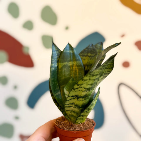 snake plant jade Sansevieria trifasciata 'Black Jade Hahnii' – Black Jade Bird's Nest S – Sprouts of Bristol