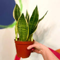 Sansevieria trifasciata 'Futura Superba' - Snake Plant - Sprouts of Bristol