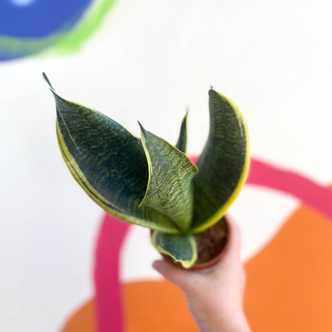 Sansevieria trifasciata 'Futura Superba' - Snake Plant - Sprouts of Bristol