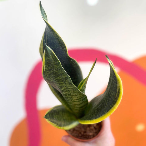 Sansevieria trifasciata 'Futura Superba' - Snake Plant - Sprouts of Bristol