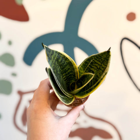 snake plant golden hahnii Sansevieria trifasciata 'Golden Hahnii' – Golden Bird's Nest Snake Pla – Sprouts of Bristol