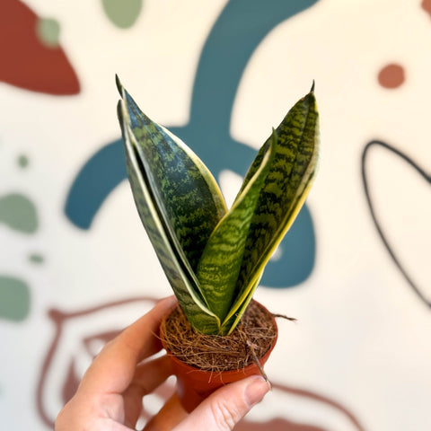 golden bird's nest snake plant Sansevieria trifasciata 'Golden Hahnii' – Golden Bird's Nest Snake Pla – Sprouts of Bristol