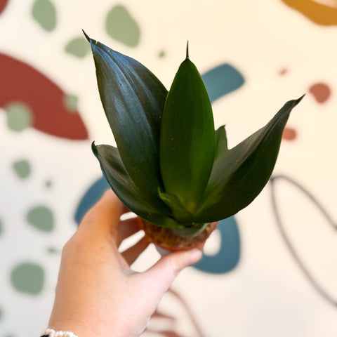 ansevieria trifasciata hahnii bird's nest snake plant Sansevieria trifasciata 'Green Hahnii' – Green Bird's Nest Snake Plant – Sprouts of Bristol