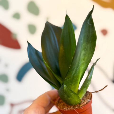 dracaena trifasciata hahnii Sansevieria trifasciata 'Green Hahnii' – Green Bird's Nest Snake Plant – Sprouts of Bristol