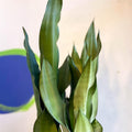 Sansevieria trifasciata 'Moonshine' - Snake Plant - Sprouts of Bristol