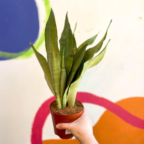 Sansevieria trifasciata 'Moonshine' - Snake Plant - Sprouts of Bristol
