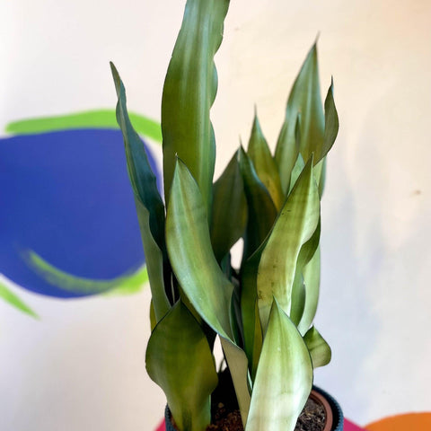 Sansevieria trifasciata 'Moonshine' - Snake Plant - Sprouts of Bristol