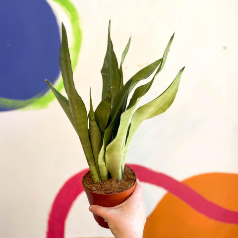 Sansevieria trifasciata 'Moonshine' - Snake Plant - Sprouts of Bristol