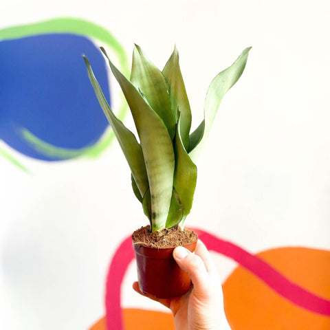 Sansevieria trifasciata 'Moonshine' - Snake Plant - Sprouts of Bristol