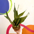 Sansevieria trifasciata 'Moonshine' - Snake Plant - Sprouts of Bristol