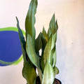 Sansevieria trifasciata 'Moonshine' - Snake Plant - Sprouts of Bristol
