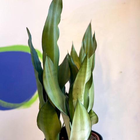 Sansevieria trifasciata 'Moonshine' - Snake Plant - Sprouts of Bristol