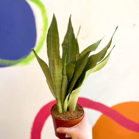 sansevieria moonshine uk Sansevieria trifasciata 'Moonshine'