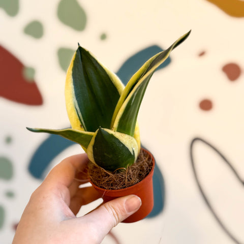 sansevieria hahnii pagoda Sansevieria trifasciata 'Pagoda Hahnii' – Pagoda Bird's Nest Snake Pla – Sprouts of Bristol