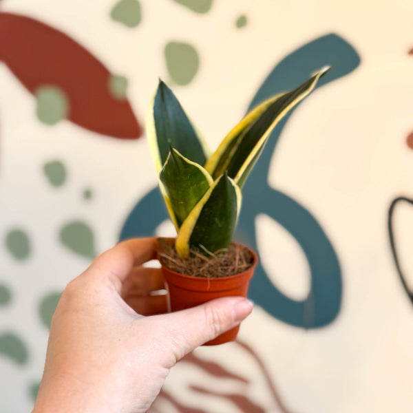 hahnii grande snake plant Sansevieria trifasciata 'Pagoda Hahnii' – Pagoda Bird's Nest Snake Pla – Sprouts of Bristol