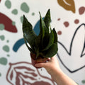 Sansevieria zeylanica ‘Compacta’ - Compact Snake Plant - Sprouts of Bristol