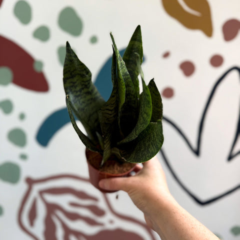 Sansevieria zeylanica ‘Compacta’ - Compact Snake Plant - Sprouts of Bristol