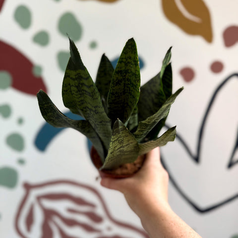 sansevieria zeylanica compacta Sansevieria zeylanica 'Compacta'