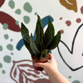 Sansevieria zeylanica ‘Compacta’ - Compact Snake Plant - Sprouts of Bristol