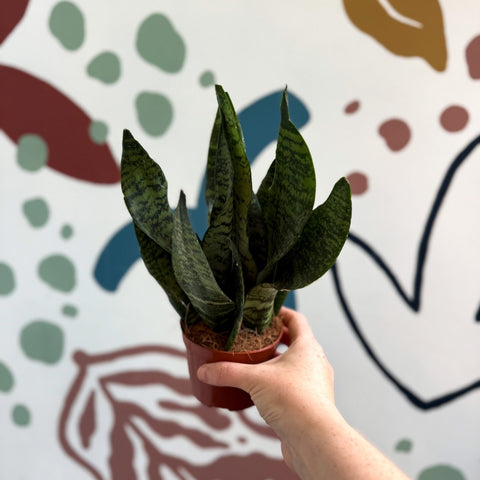 Sansevieria zeylanica ‘Compacta’ - Compact Snake Plant - Sprouts of Bristol