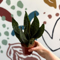 Sansevieria zeylanica ‘Compacta’ - Compact Snake Plant - Sprouts of Bristol