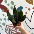 Sansevieria zeylanica ‘Compacta’ - Compact Snake Plant - Sprouts of Bristol