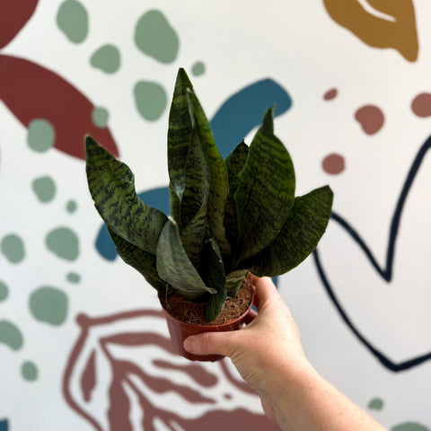 Sansevieria zeylanica ‘Compacta’ - Compact Snake Plant - Sprouts of Bristol