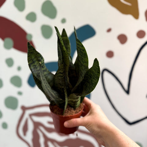 Sansevieria zeylanica ‘Compacta’ - Compact Snake Plant - Sprouts of Bristol