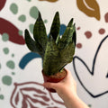 Sansevieria zeylanica ‘Compacta’ - Compact Snake Plant - Sprouts of Bristol