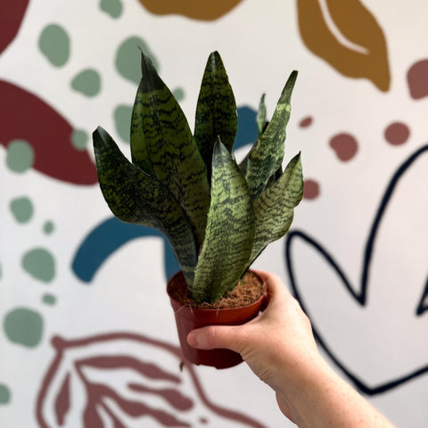 Sansevieria zeylanica ‘Compacta’ - Compact Snake Plant - Sprouts of Bristol