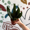 Sansevieria zeylanica ‘Compacta’ - Compact Snake Plant - Sprouts of Bristol