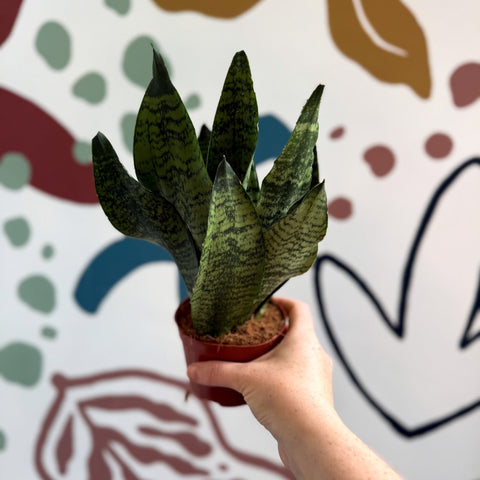 snake plant compacta Sansevieria zeylanica 'Compacta'