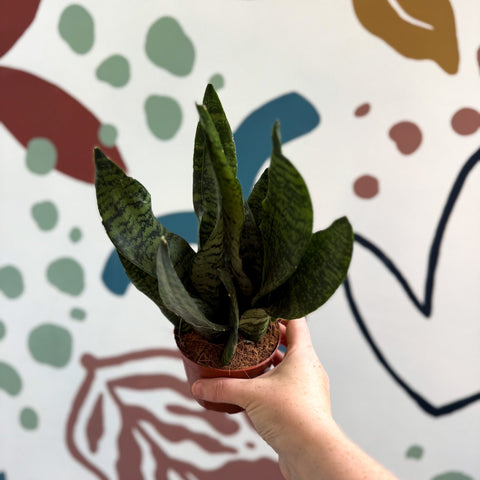 Sansevieria zeylanica ‘Compacta’ - Compact Snake Plant - Sprouts of Bristol