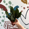 Sansevieria zeylanica ‘Compacta’ - Compact Snake Plant - Sprouts of Bristol