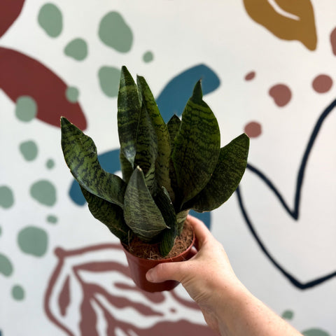 Sansevieria zeylanica ‘Compacta’ - Compact Snake Plant - Sprouts of Bristol