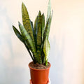 Sansevieria zeylanica - Snake Plant - Sprouts of Bristol