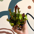 Sarracenia spp. – Pitcher Plant - Sprouts of Bristol