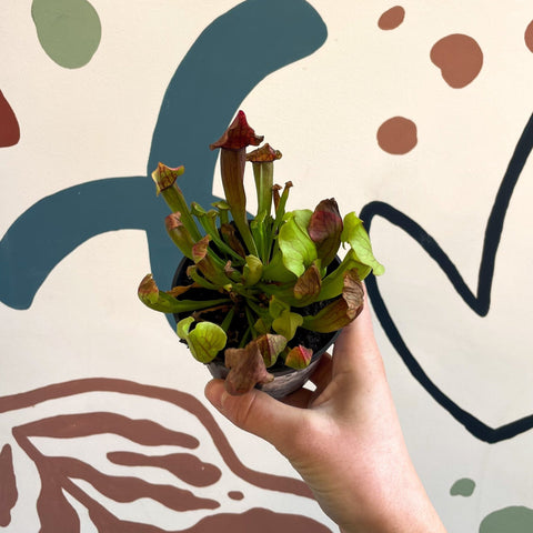 Sarracenia spp. – Pitcher Plant - Sprouts of Bristol