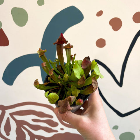 Sarracenia spp. – Pitcher Plant - Sprouts of Bristol