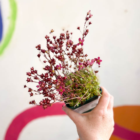 Saxifraga 'Saxony Red' - Cotswold Grown Herbaceous Perennial - Sprouts of Bristol