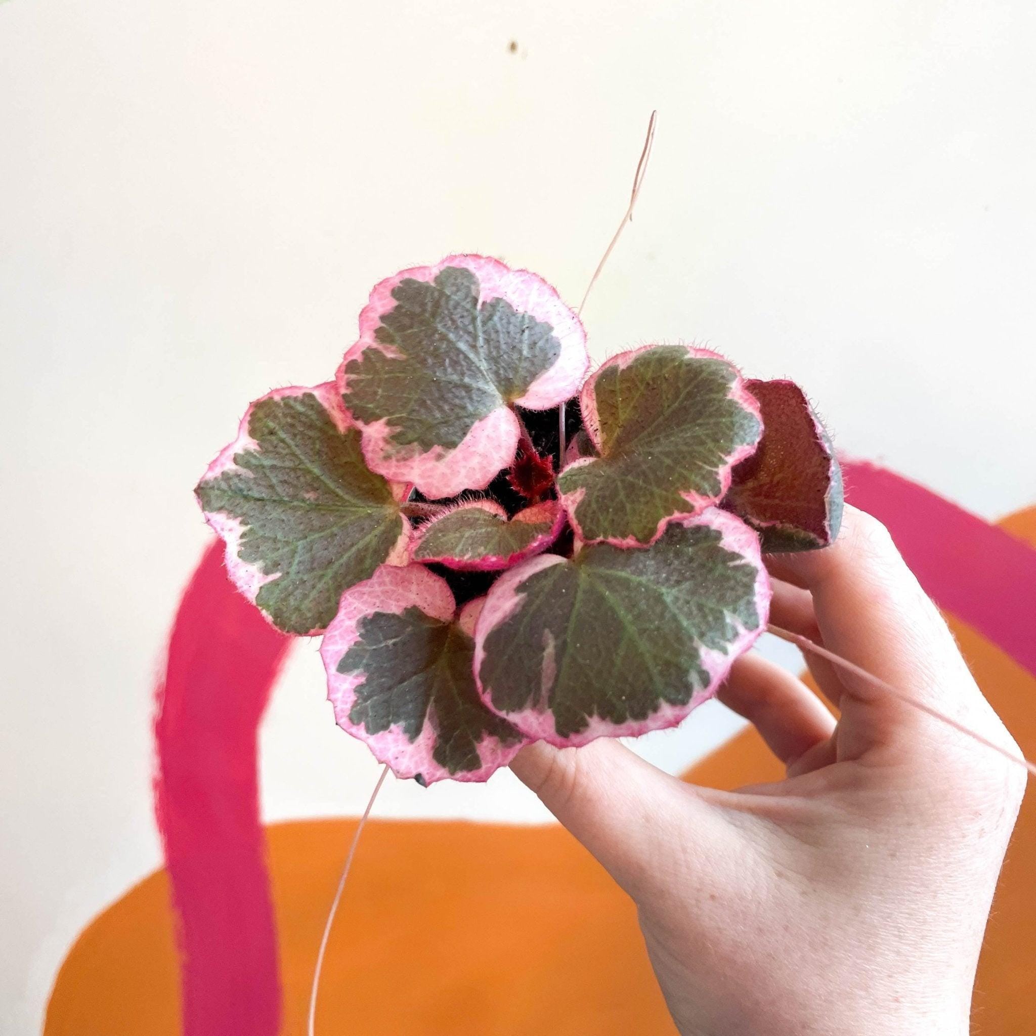 Saxifraga stolonifera 'Tricolour' - Strawberry Begonia – Sprouts