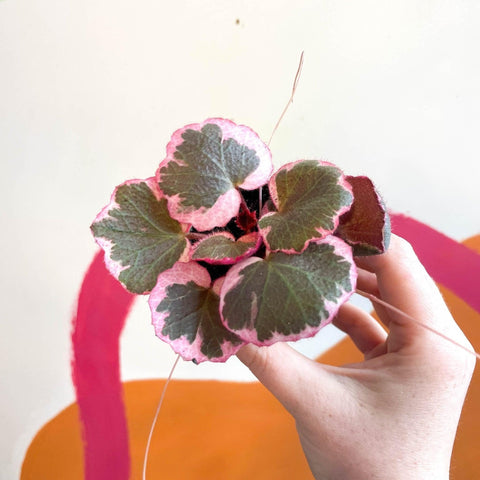 Saxifraga stolonifera 'Variegata' - Strawberry Begonia - Sprouts of Bristol