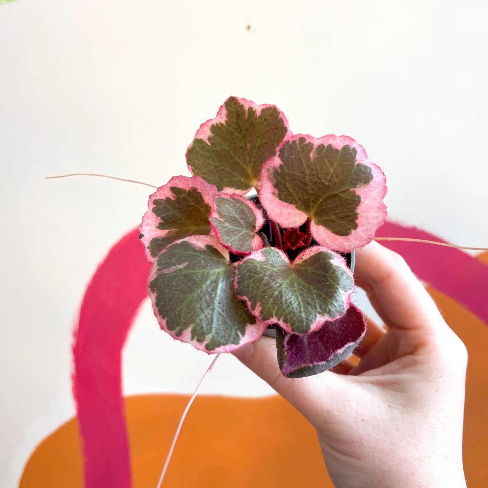 Saxifraga stolonifera 'Tricolour' - Strawberry Begonia – Sprouts