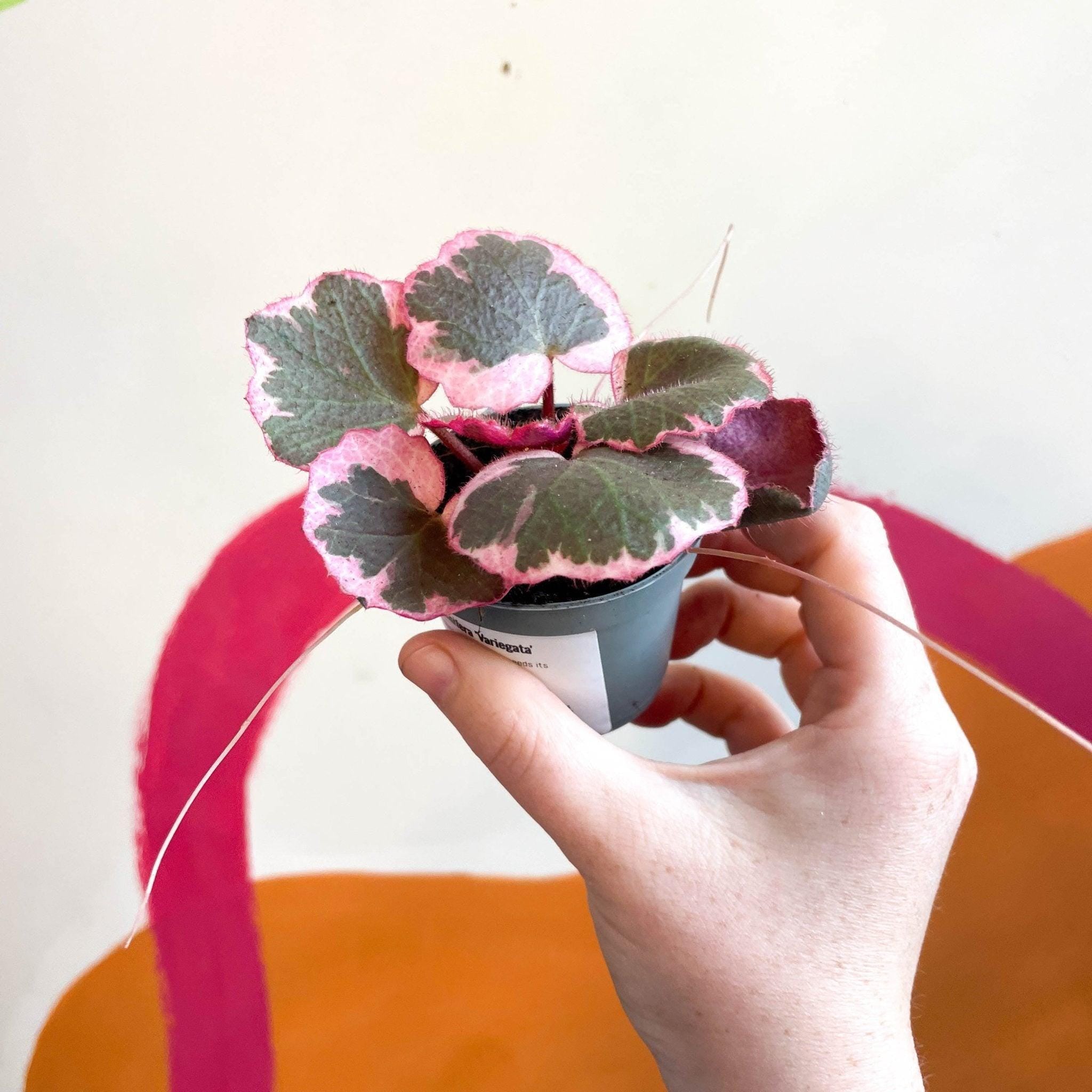 Saxifraga stolonifera 'Tricolour' - Strawberry Begonia – Sprouts