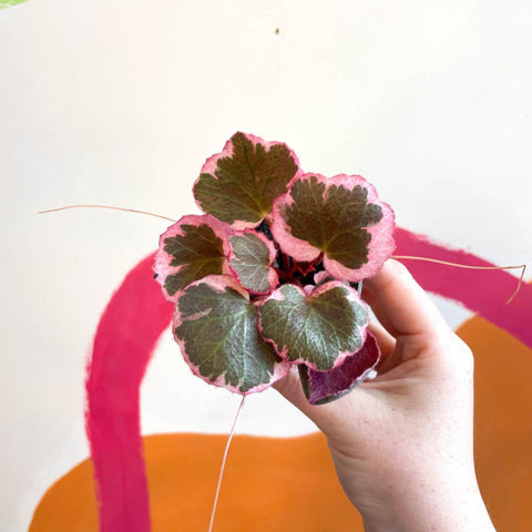 Saxifraga stolonifera 'Variegata' - Strawberry Begonia - Sprouts of Bristol