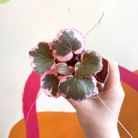 Saxifraga stolonifera 'Variegata' - Strawberry Begonia - Sprouts of Bristol