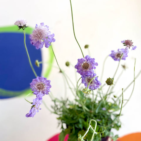 Scabiosa columbaria 'Butterfly Blue' - Pincushion Flower - Sprouts of Bristol