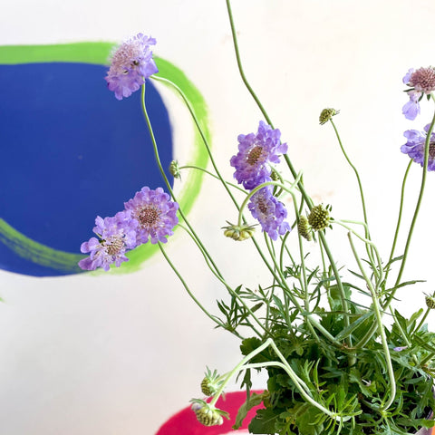 Scabiosa columbaria 'Butterfly Blue' - Pincushion Flower - Sprouts of Bristol